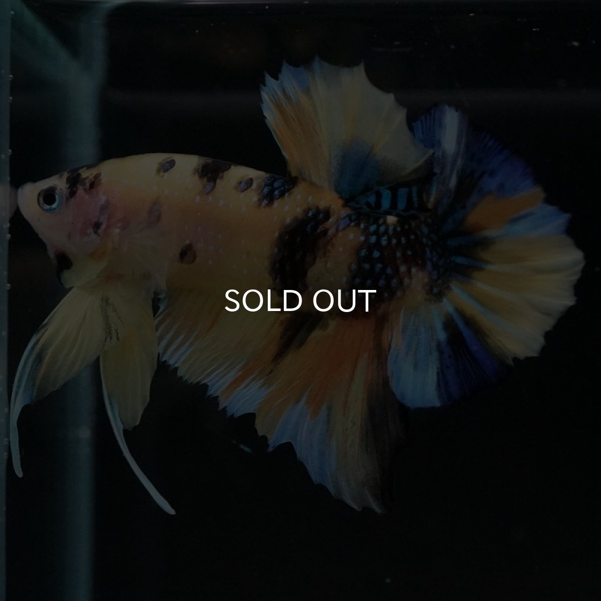 画像2: HMPK イエロータイガーギャラクシー (2)