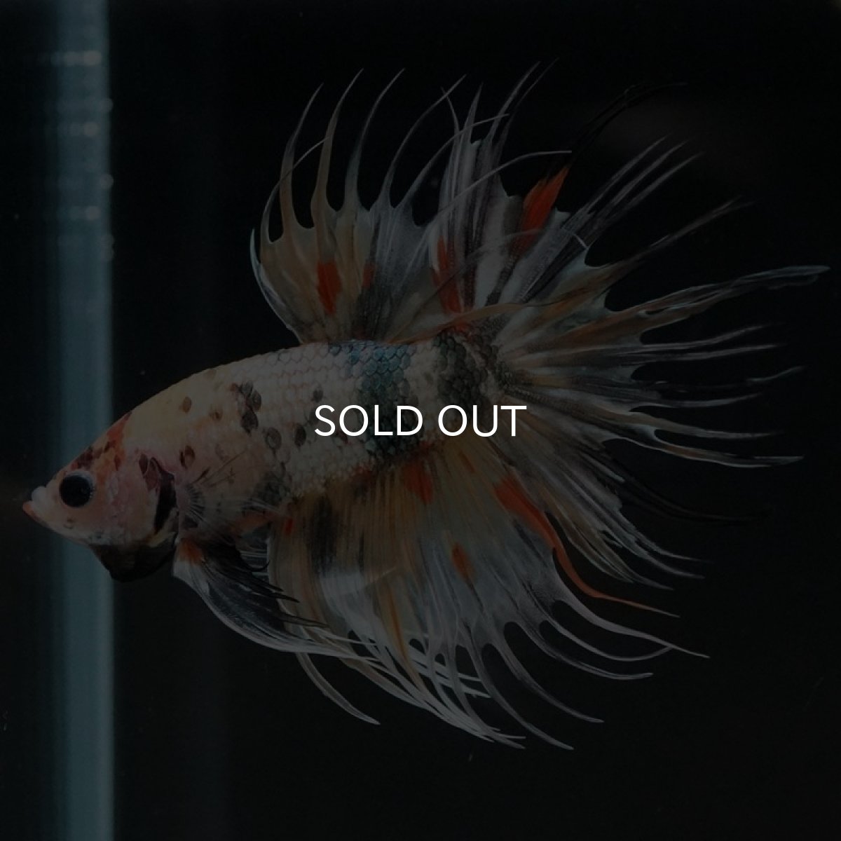 画像7: CT キャンディカッパー (7)