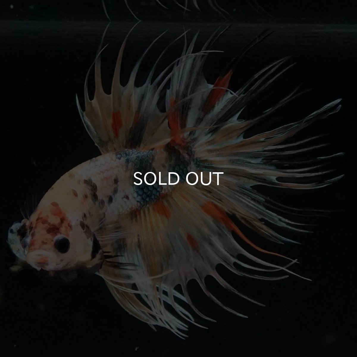 画像5: CT キャンディカッパー (5)