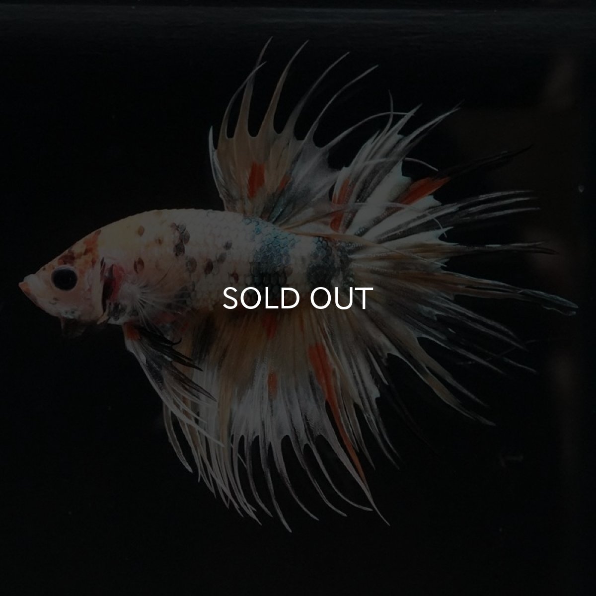 画像4: CT キャンディカッパー (4)