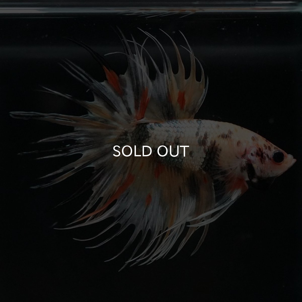 画像3: CT キャンディカッパー (3)