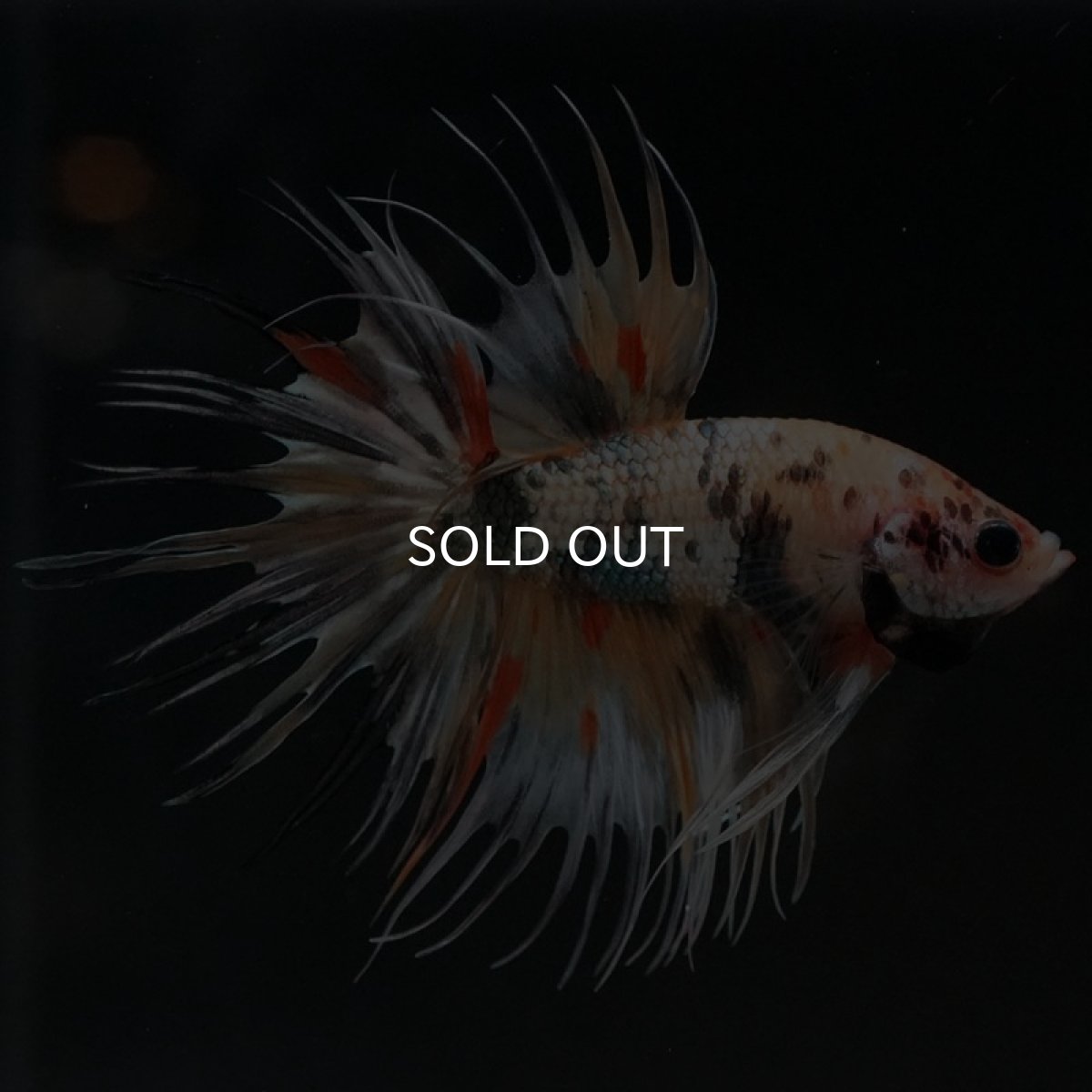 画像2: CT キャンディカッパー (2)