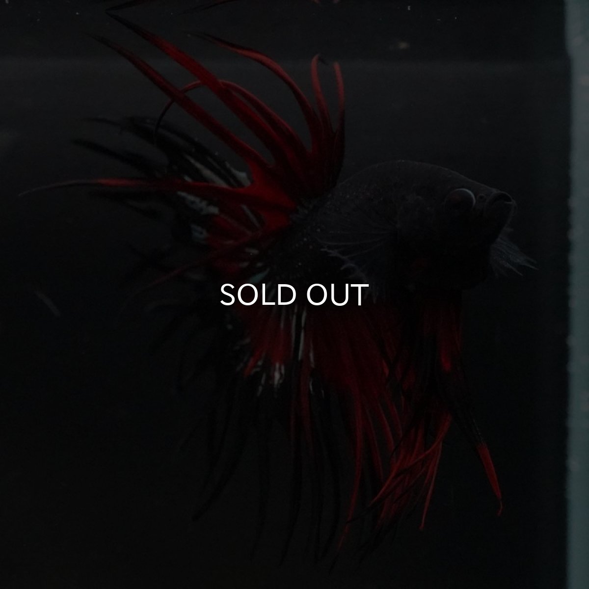 画像8: CT キングクラウン ブラックレッド (8)