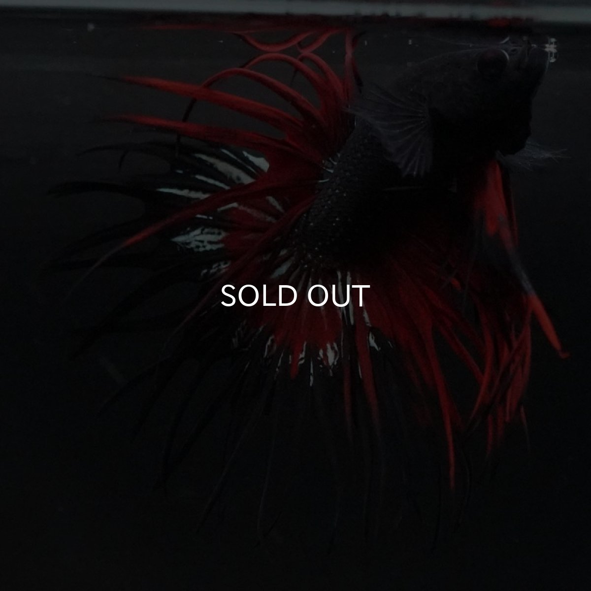 画像7: CT キングクラウン ブラックレッド (7)