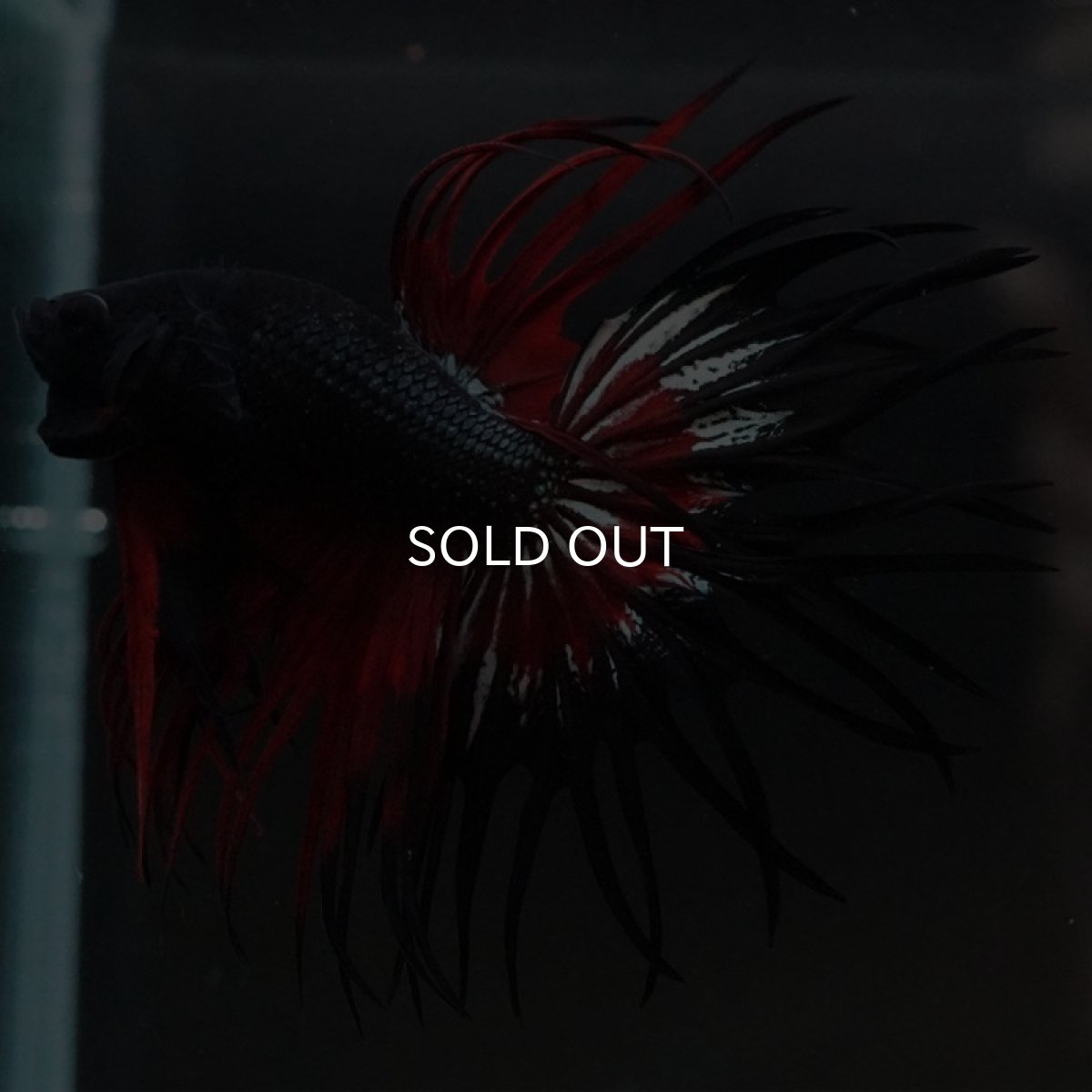 画像6: CT キングクラウン ブラックレッド (6)