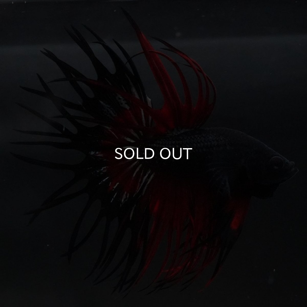 画像5: CT キングクラウン ブラックレッド (5)