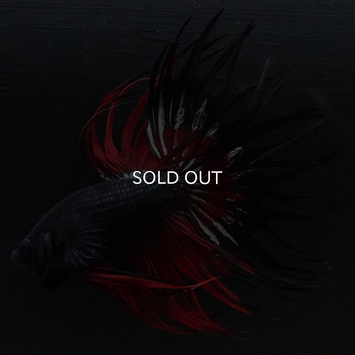 画像4: CT キングクラウン ブラックレッド (4)