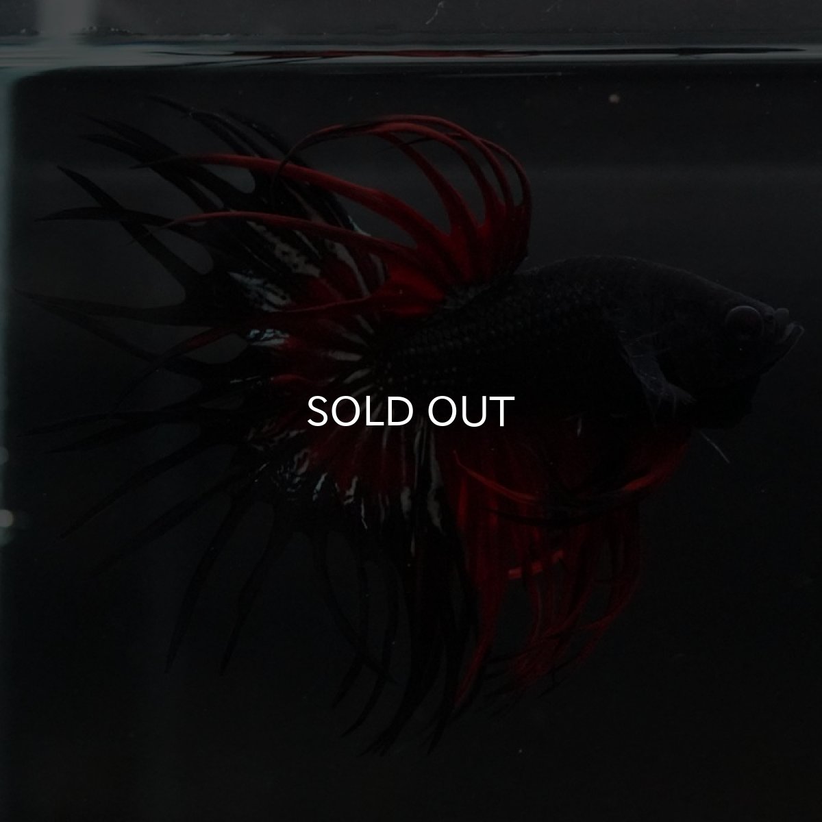 画像3: CT キングクラウン ブラックレッド (3)