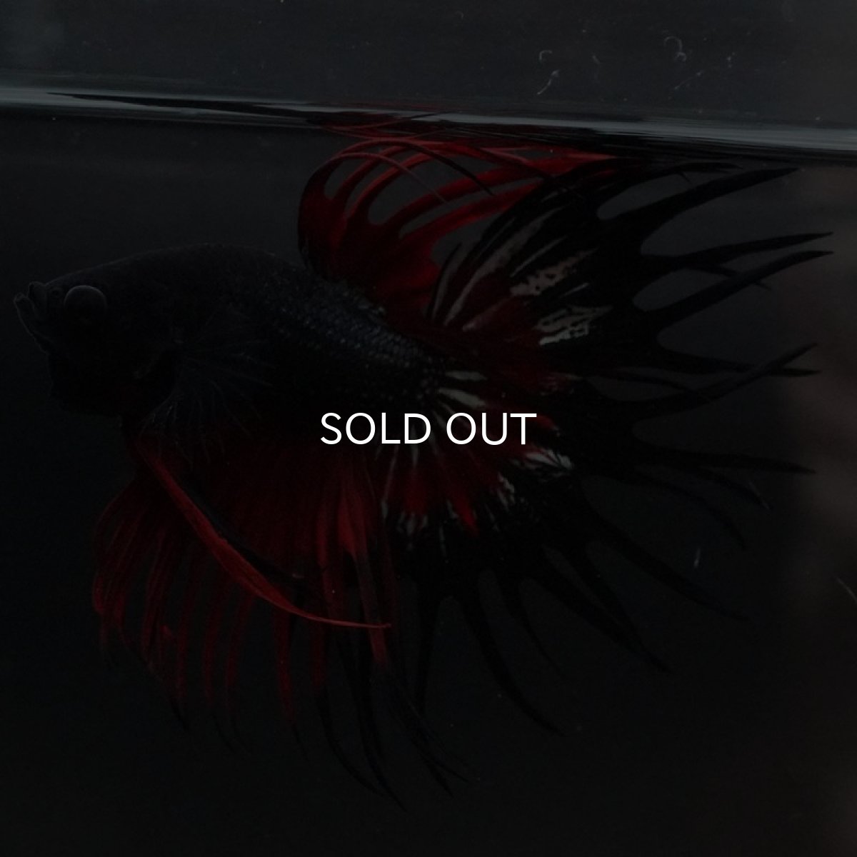 画像2: CT キングクラウン ブラックレッド (2)