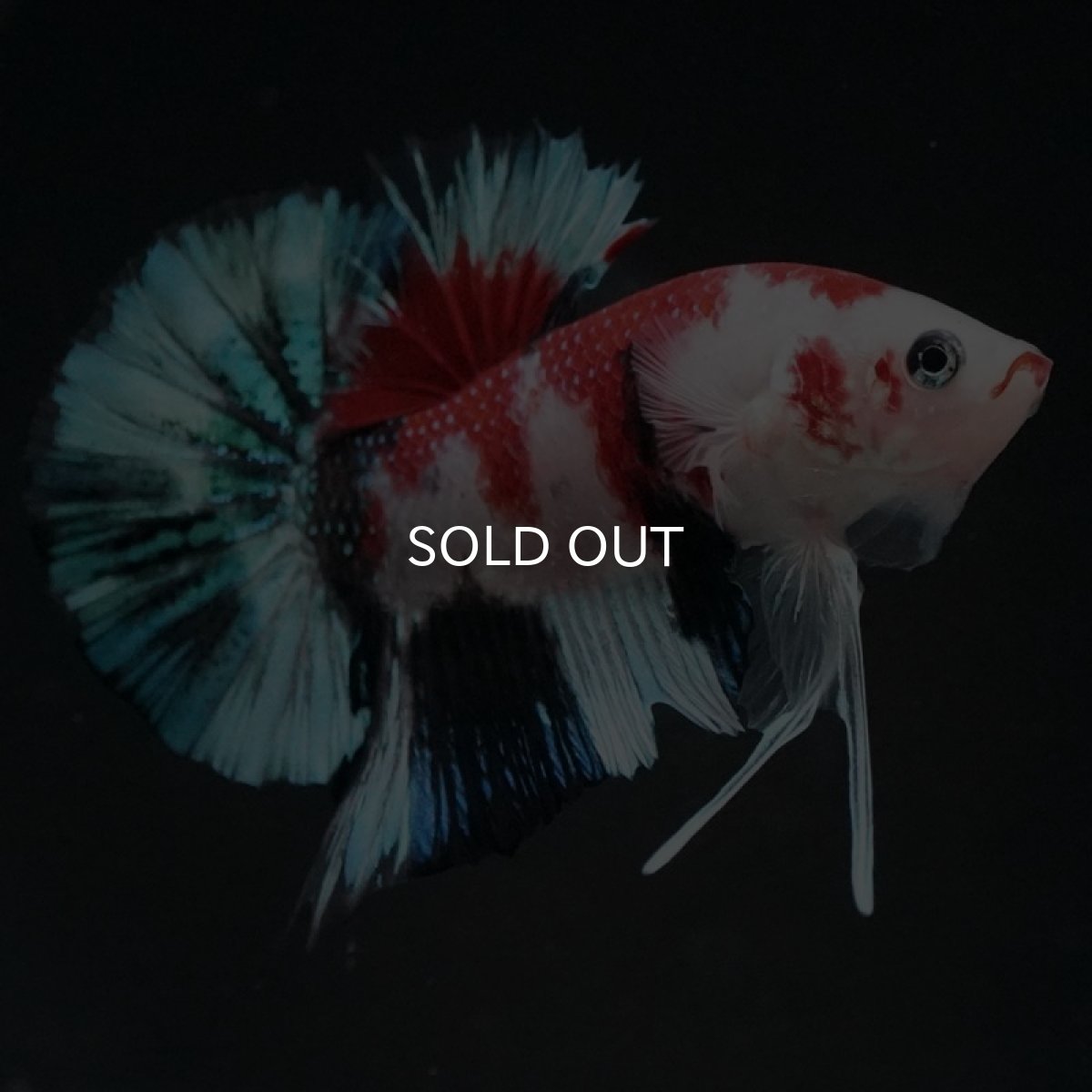 画像7: HMPK 鯉 (7)