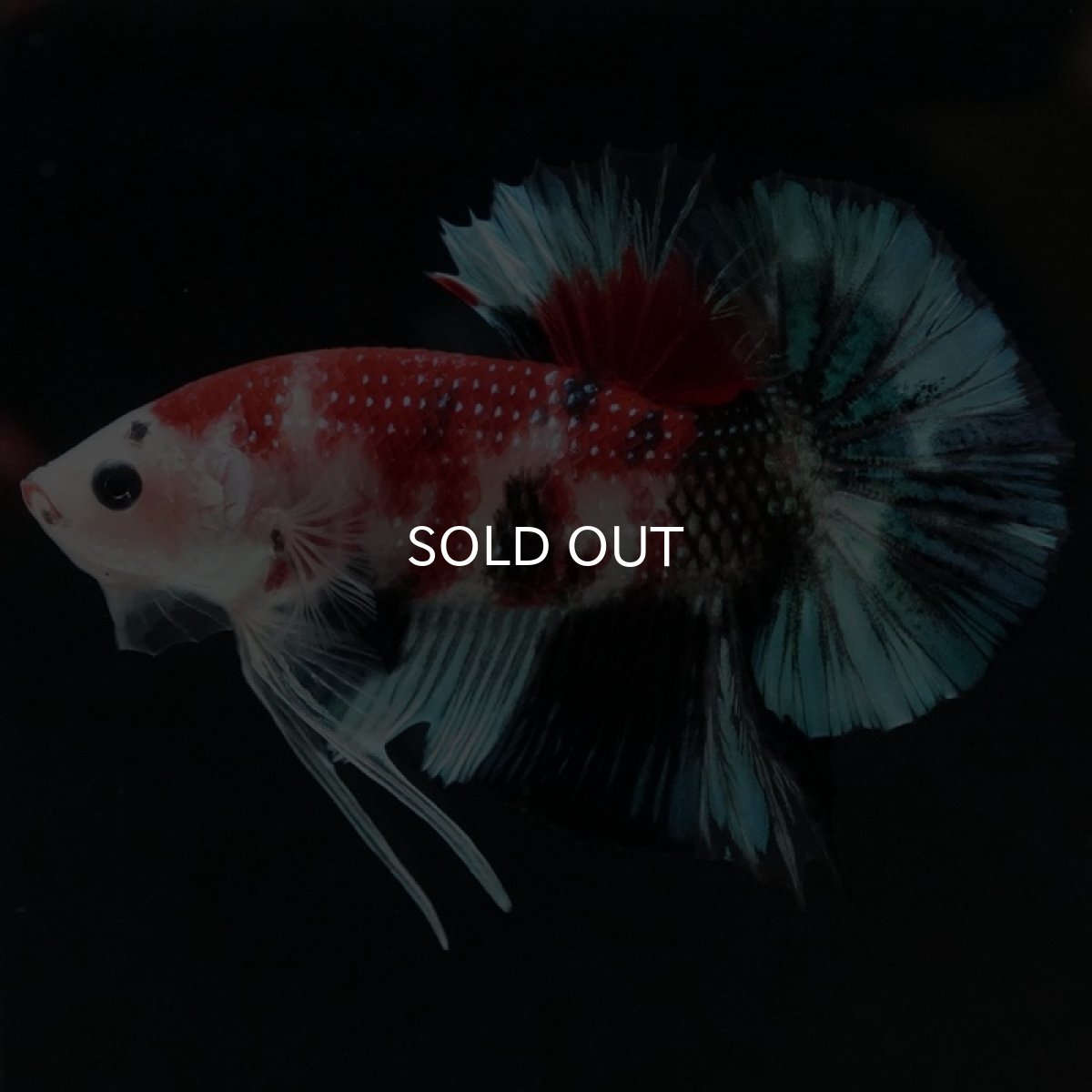 画像3: HMPK 鯉 (3)