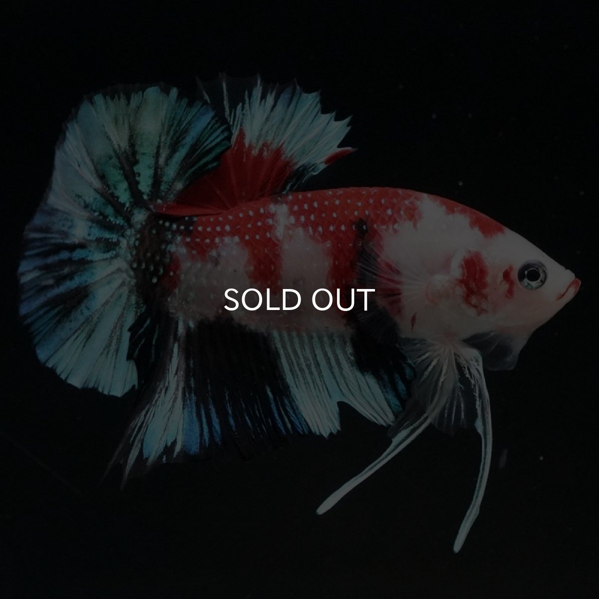 画像6: HMPK 鯉 (6)