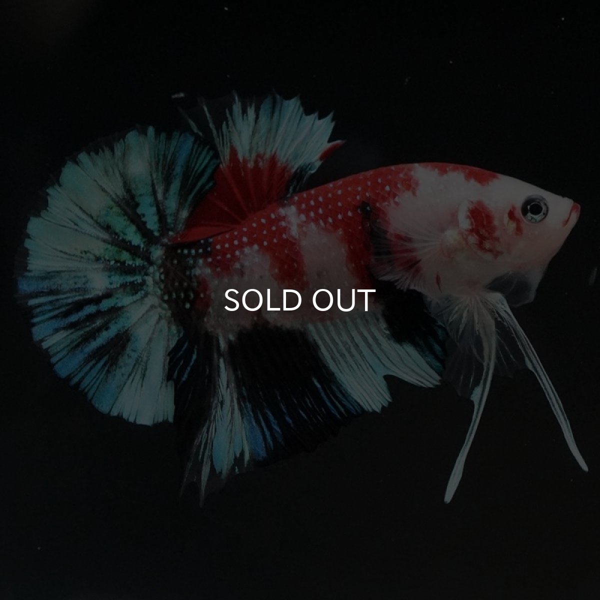 画像2: HMPK 鯉 (2)