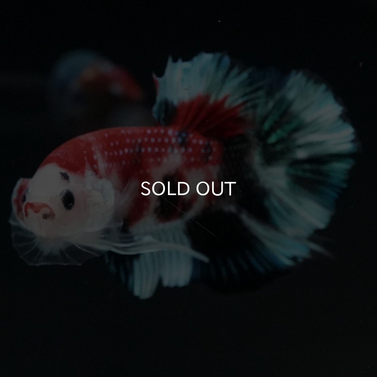 画像4: HMPK 鯉 (4)