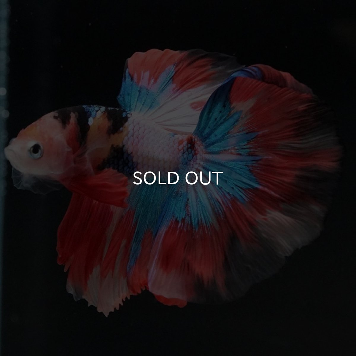 画像7: HM キャンディ (7)