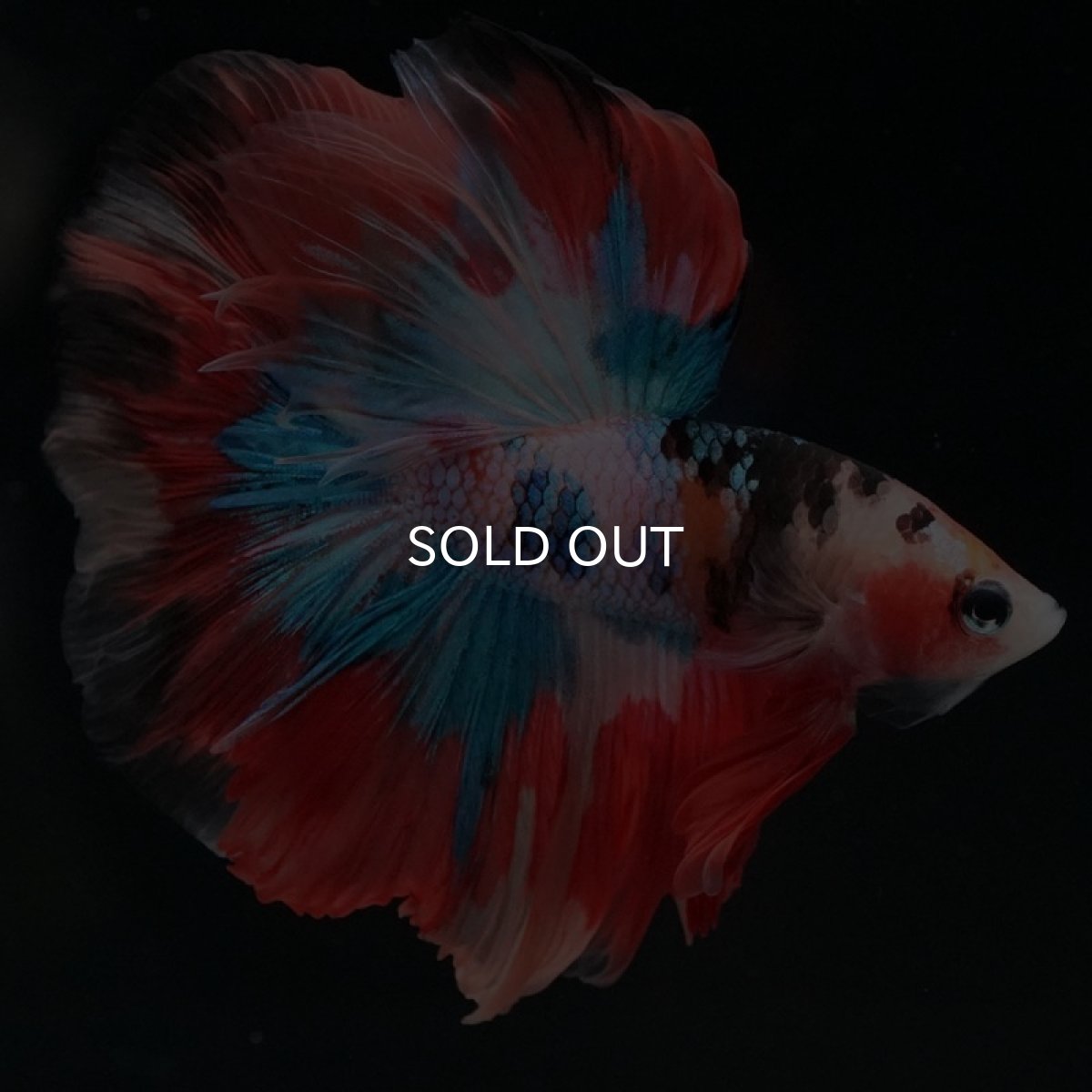 画像6: HM キャンディ (6)