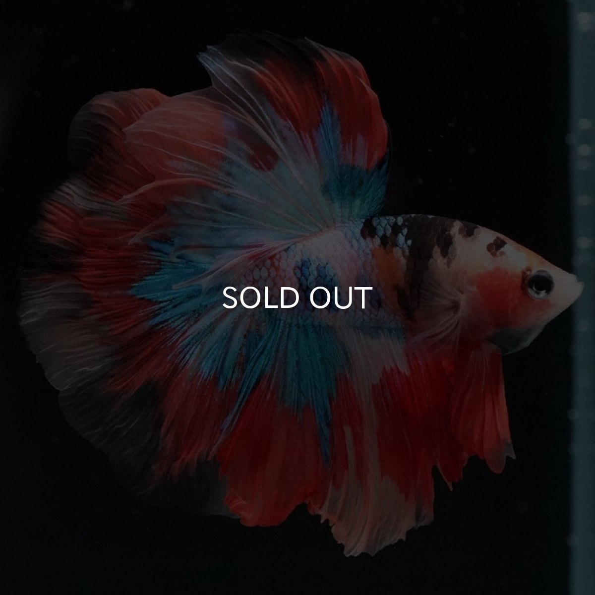 画像5: HM キャンディ (5)