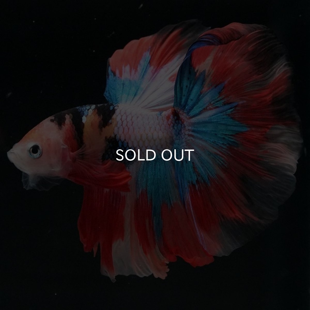 画像4: HM キャンディ (4)