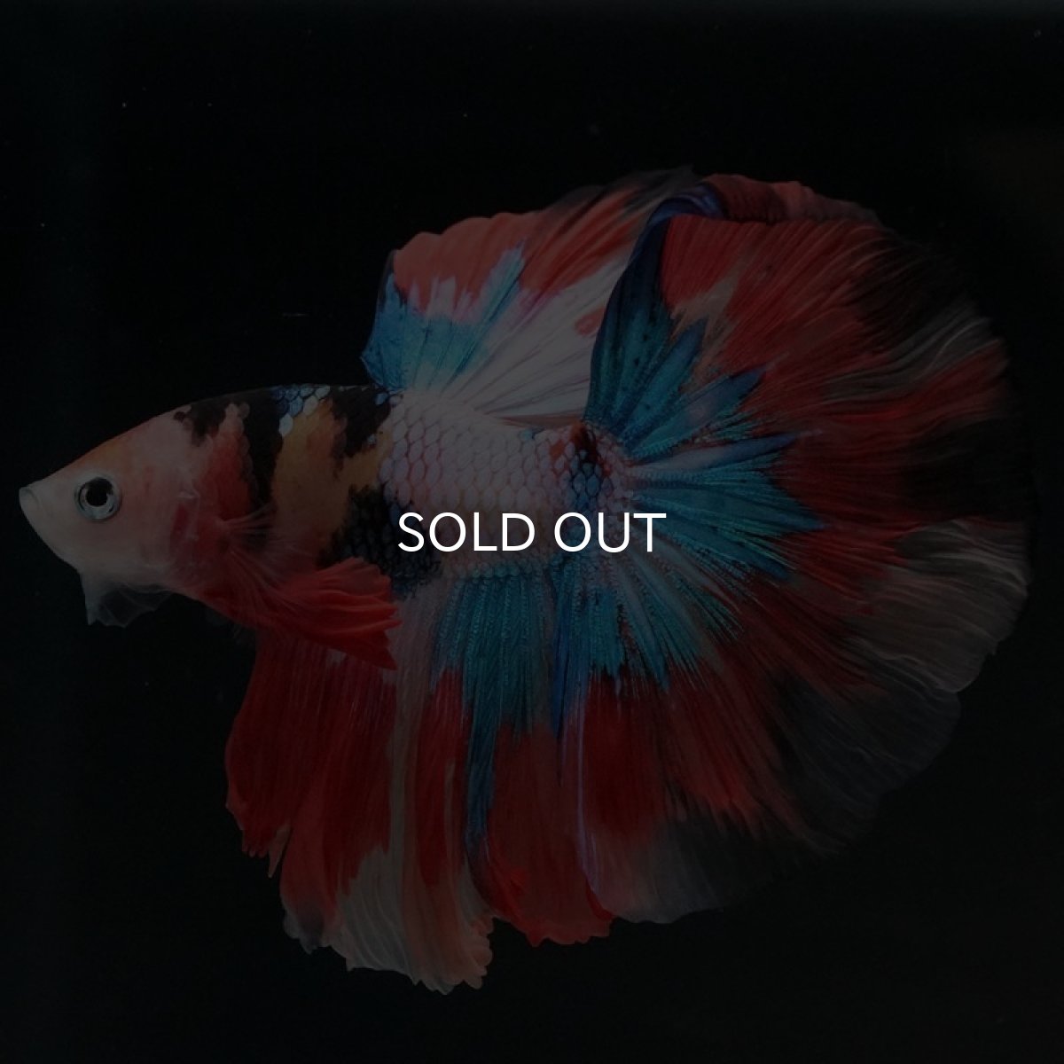 画像3: HM キャンディ (3)