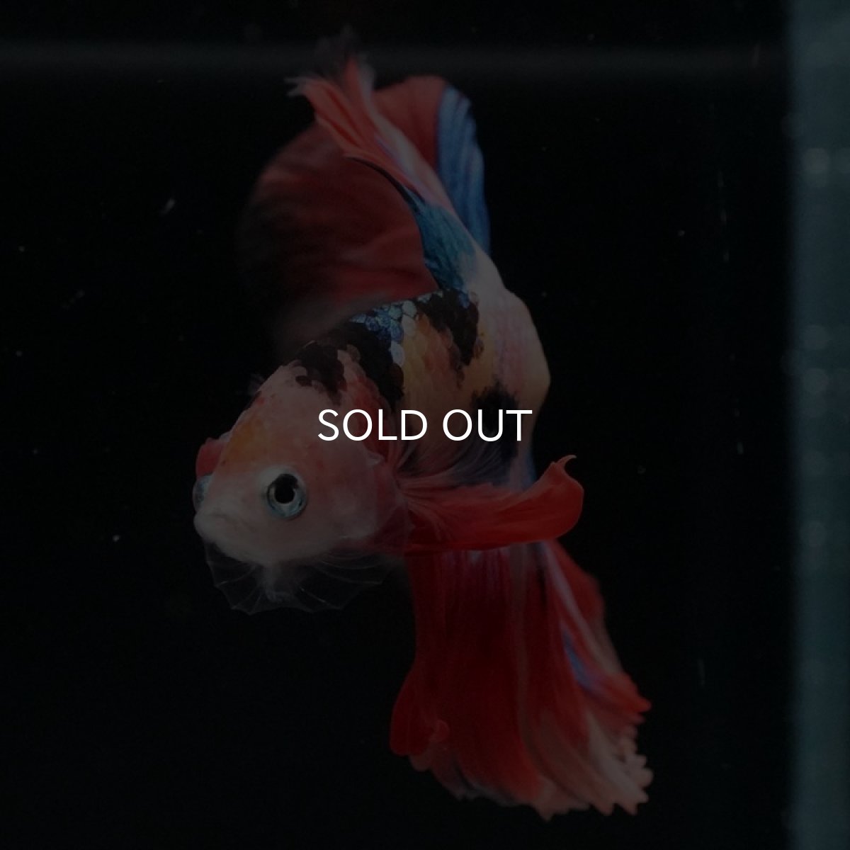 画像2: HM キャンディ (2)