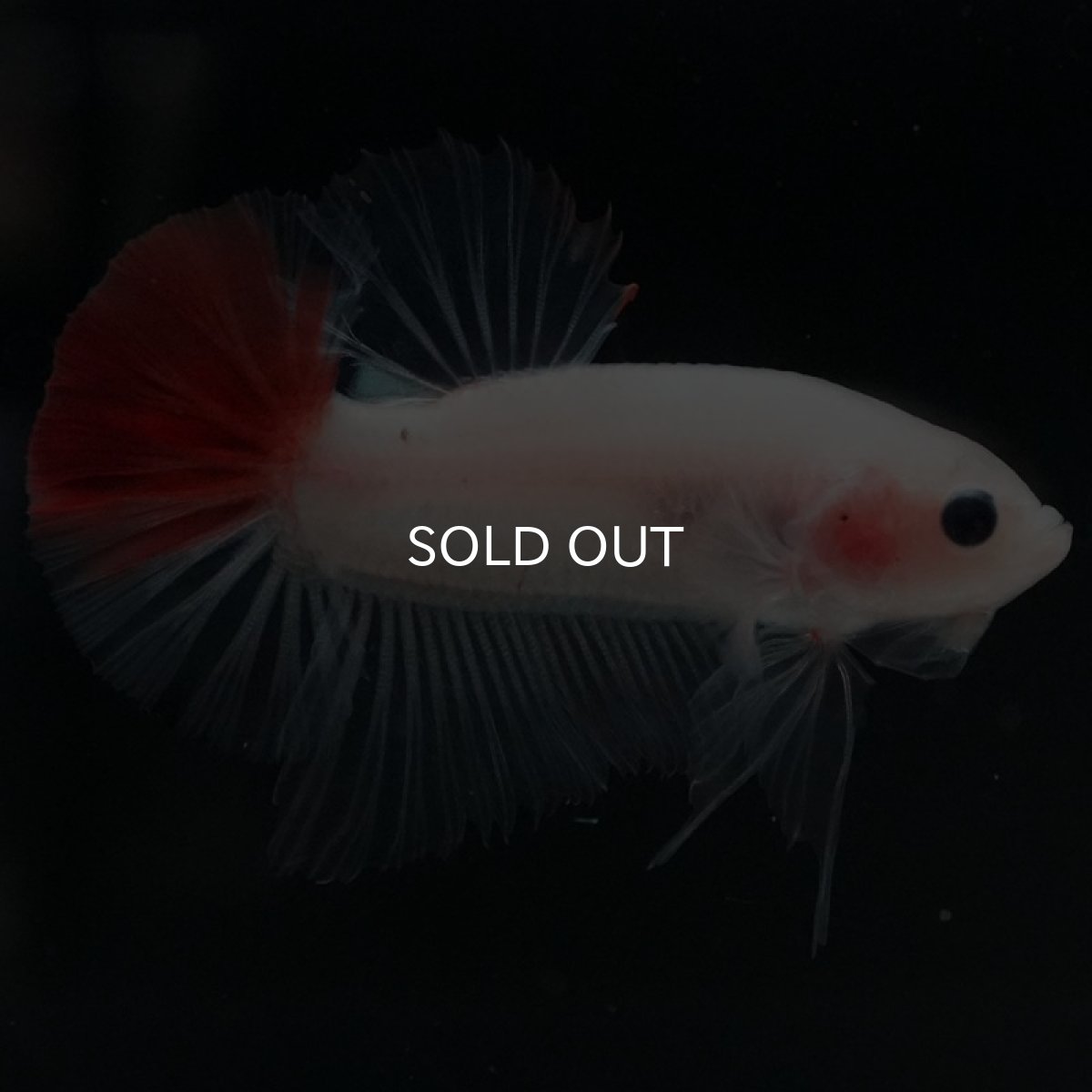 画像6: HMPK 紅白 (6)