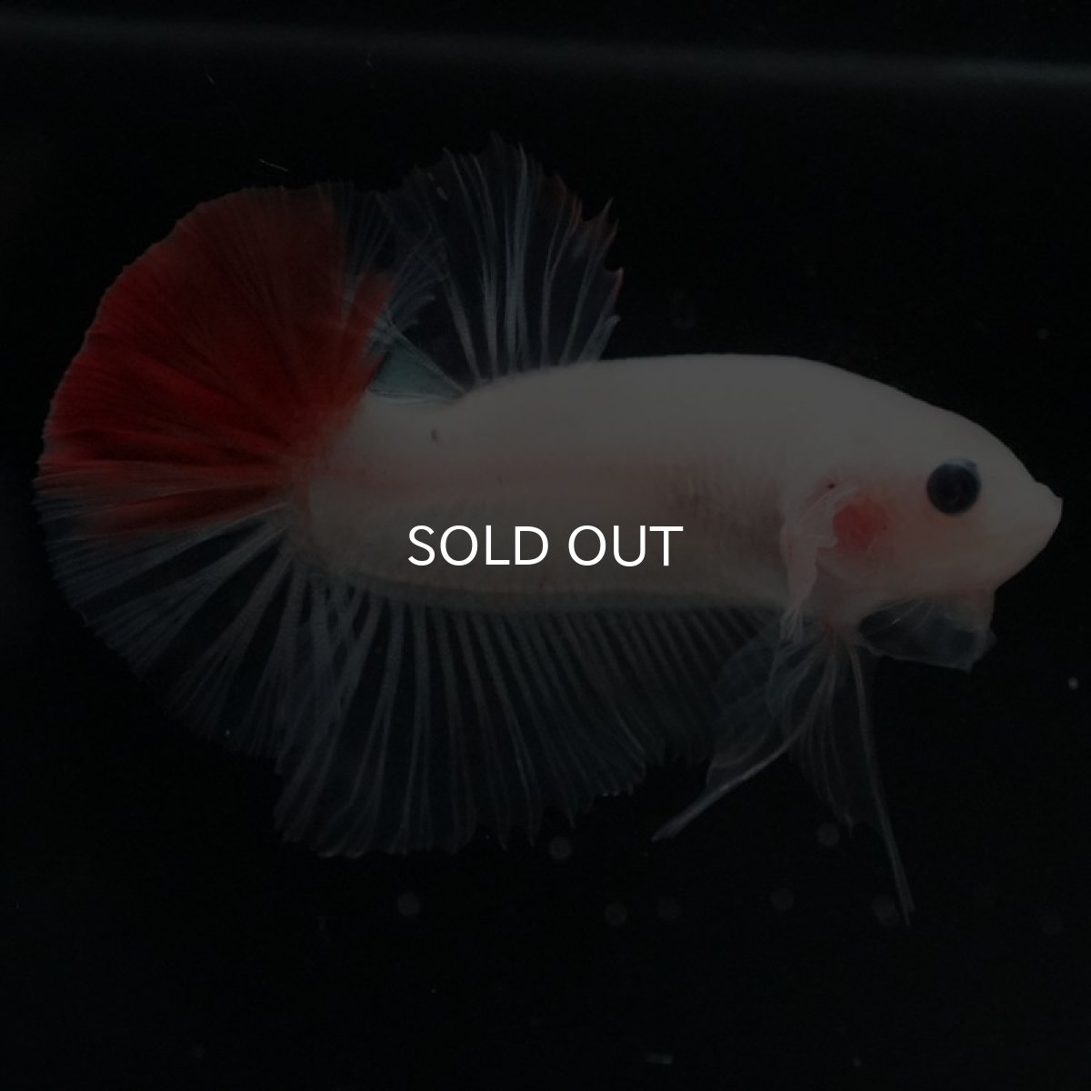 画像5: HMPK 紅白 (5)