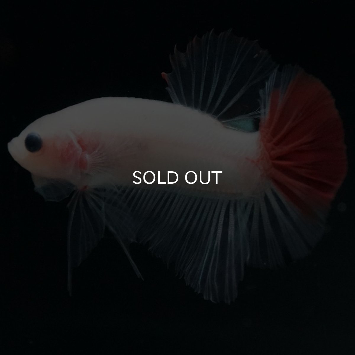 画像4: HMPK 紅白 (4)