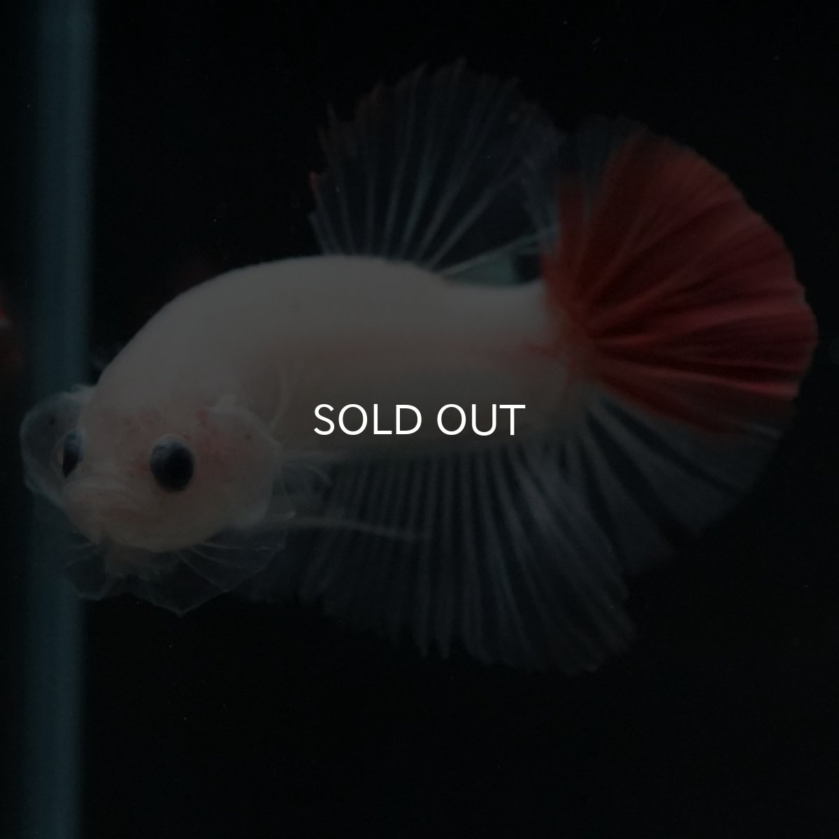 画像3: HMPK 紅白 (3)