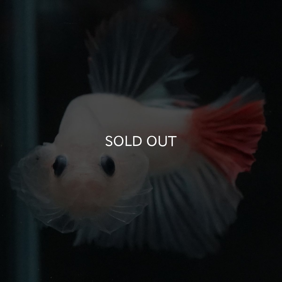 画像2: HMPK 紅白 (2)