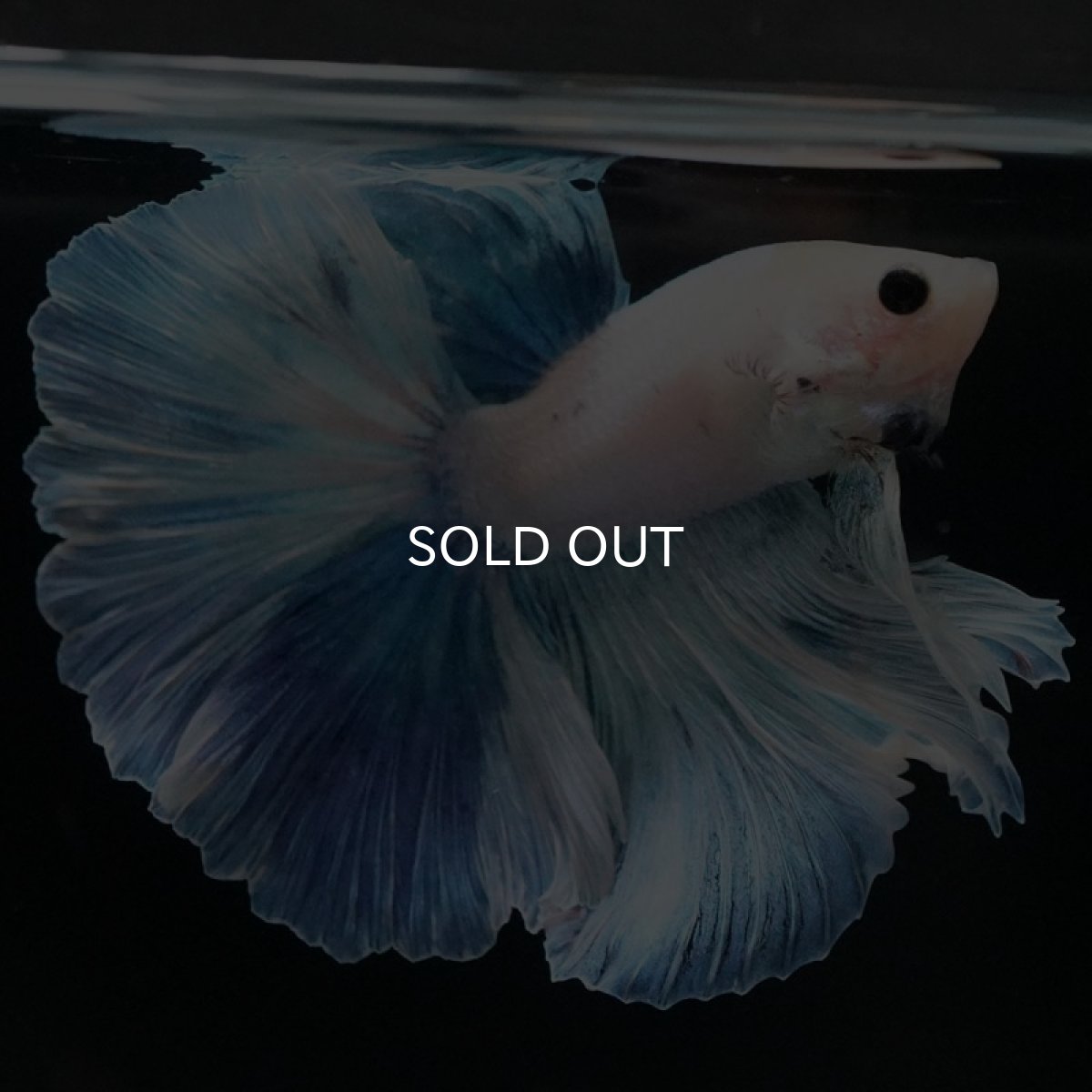 画像8: HM ホワイトファンシー (8)