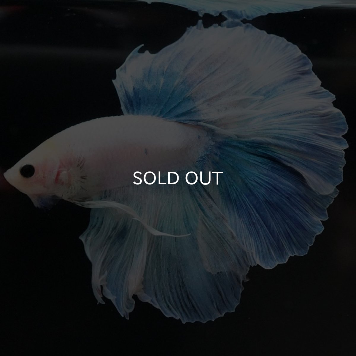 画像7: HM ホワイトファンシー (7)