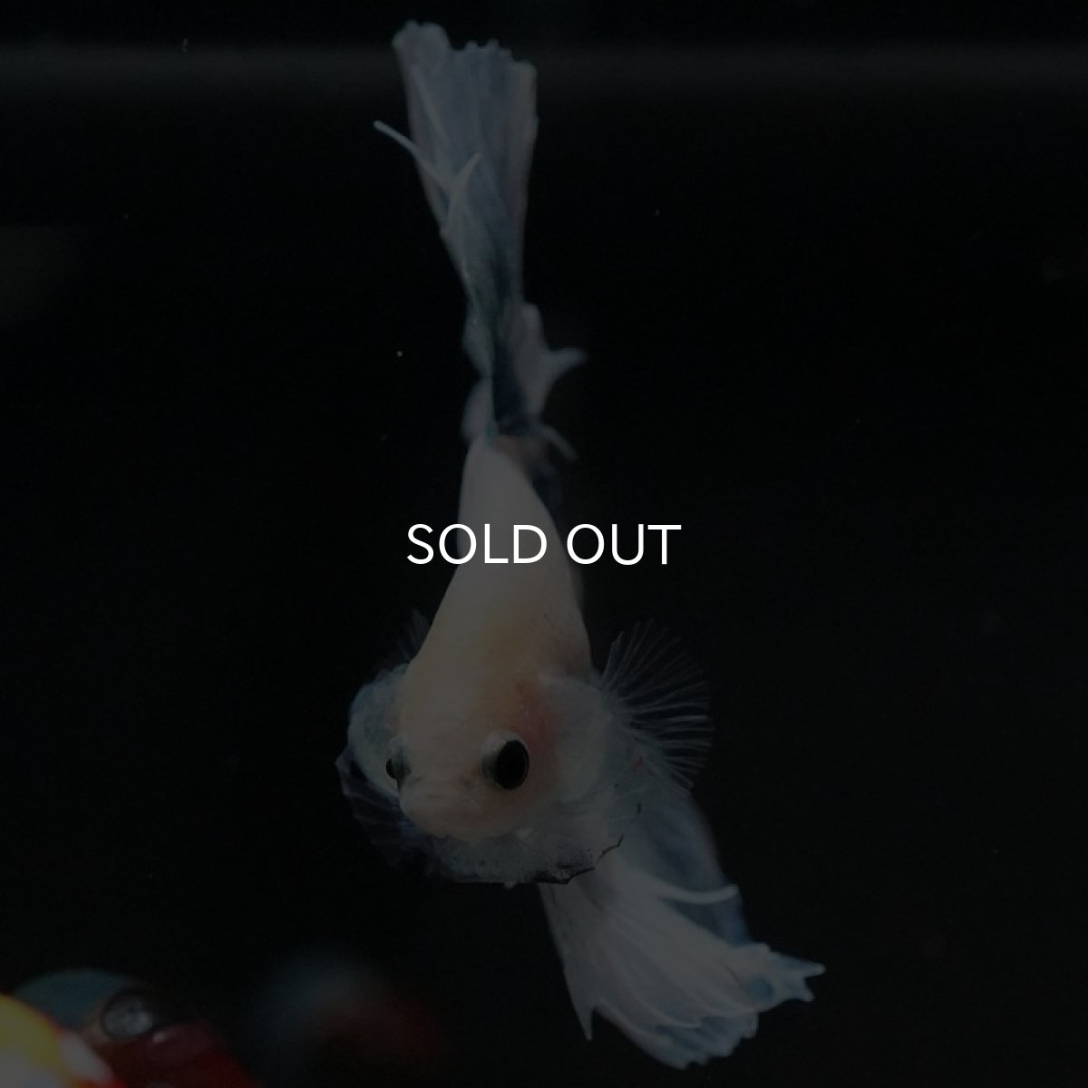 画像6: HM ホワイトファンシー (6)