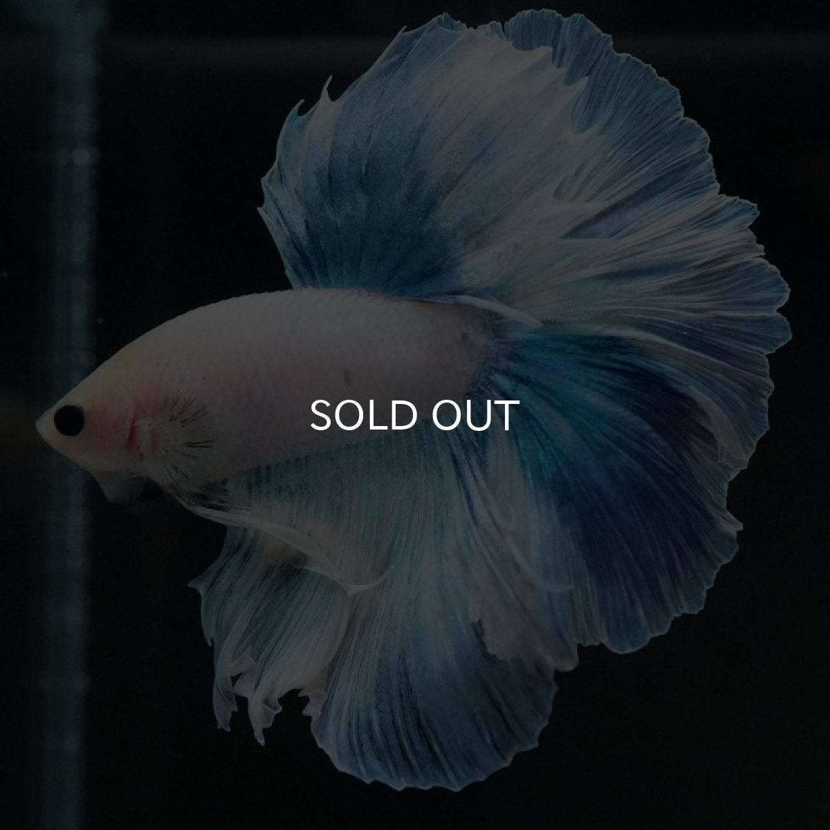 画像5: HM ホワイトファンシー (5)