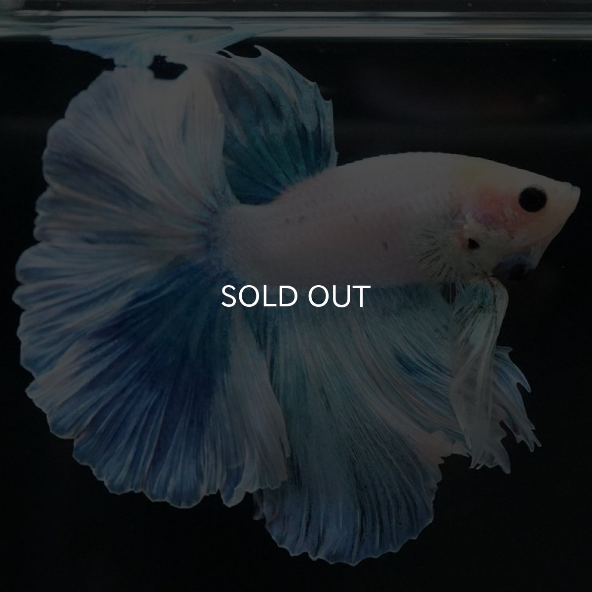 画像4: HM ホワイトファンシー (4)