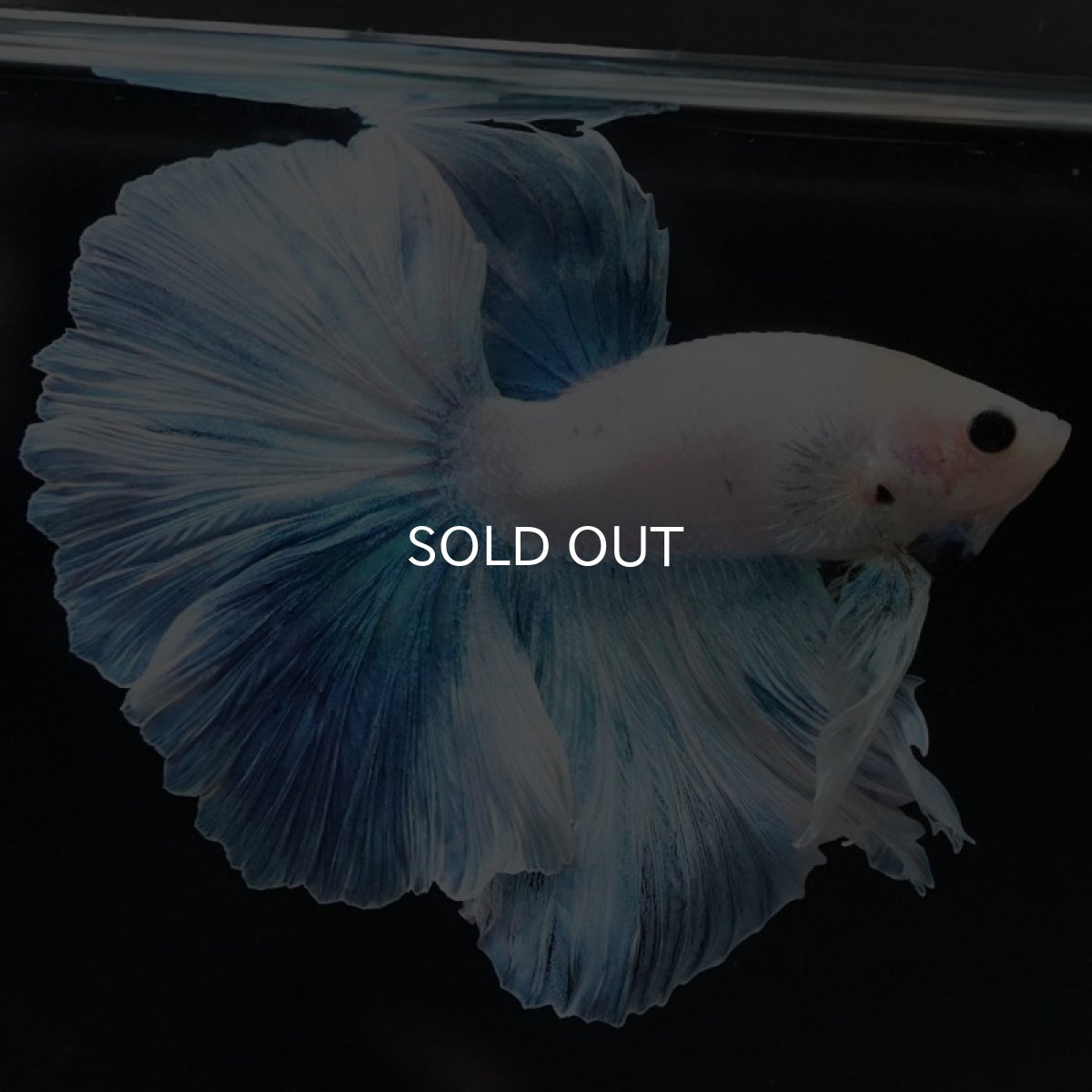 画像2: HM ホワイトファンシー (2)