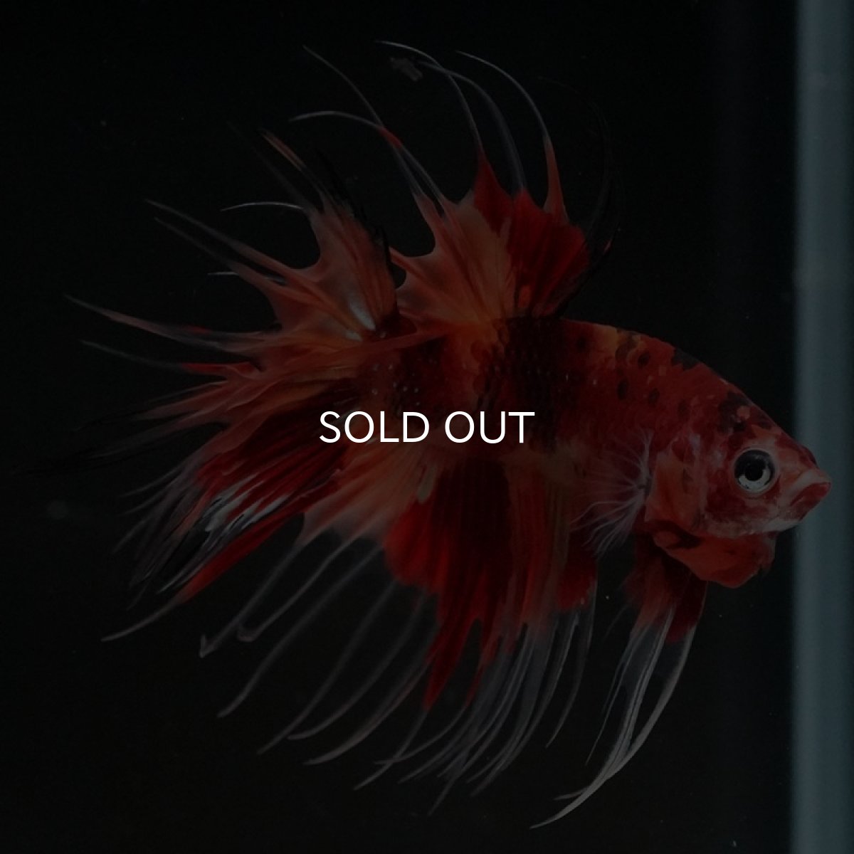 画像2: CT ニモキャンディ (2)