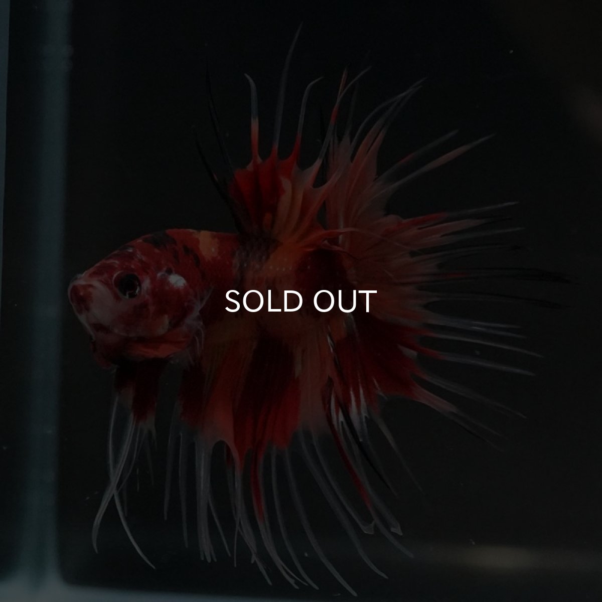 画像9: CT ニモキャンディ (9)