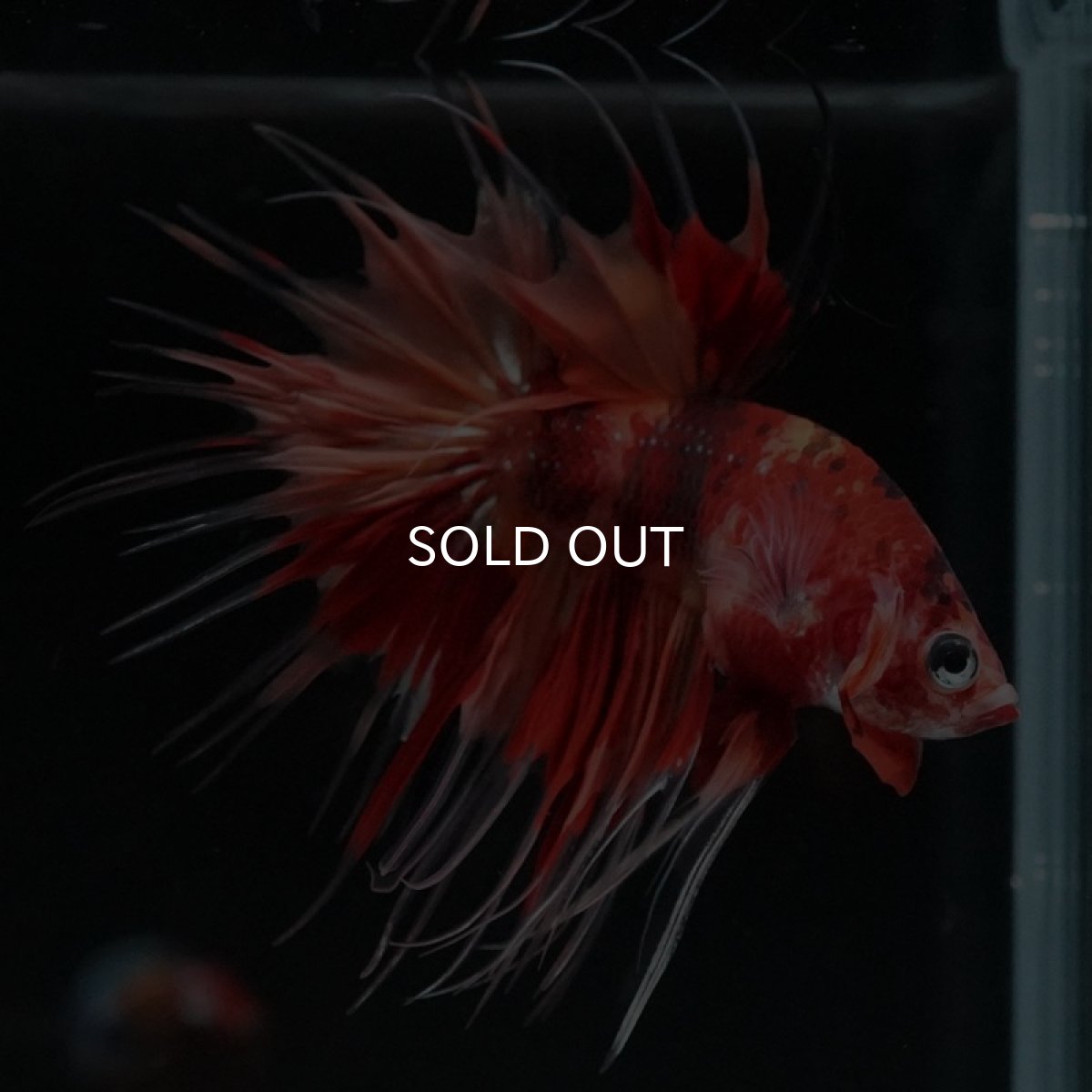 画像8: CT ニモキャンディ (8)