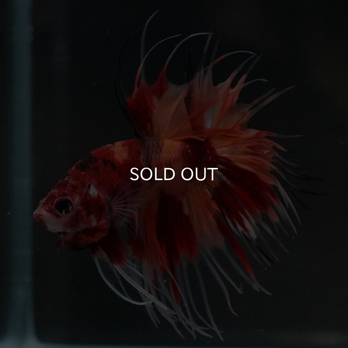 画像7: CT ニモキャンディ (7)