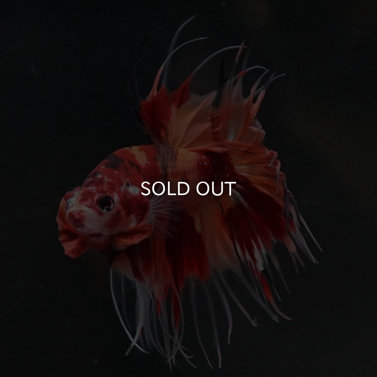 画像6: CT ニモキャンディ (6)