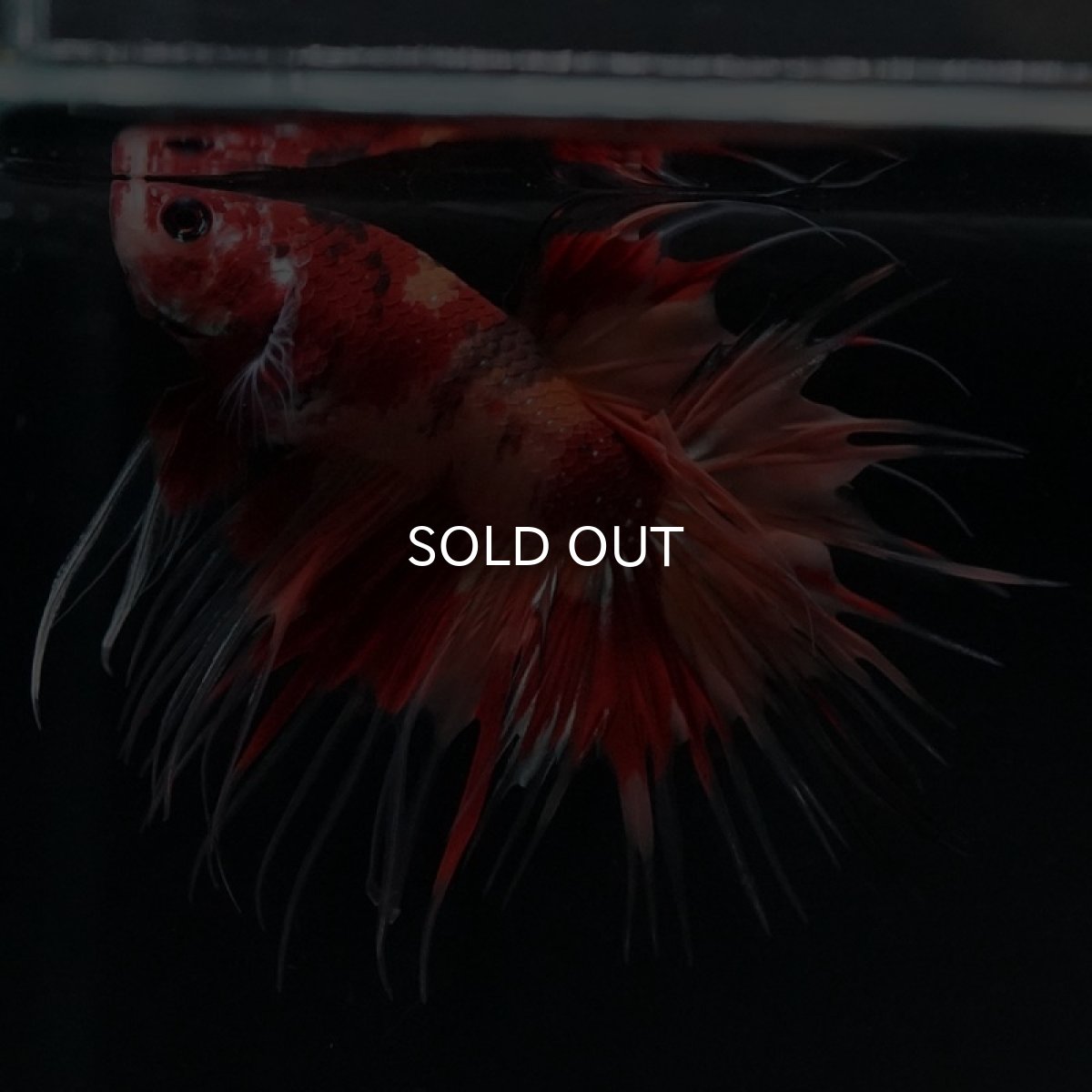 画像5: CT ニモキャンディ (5)