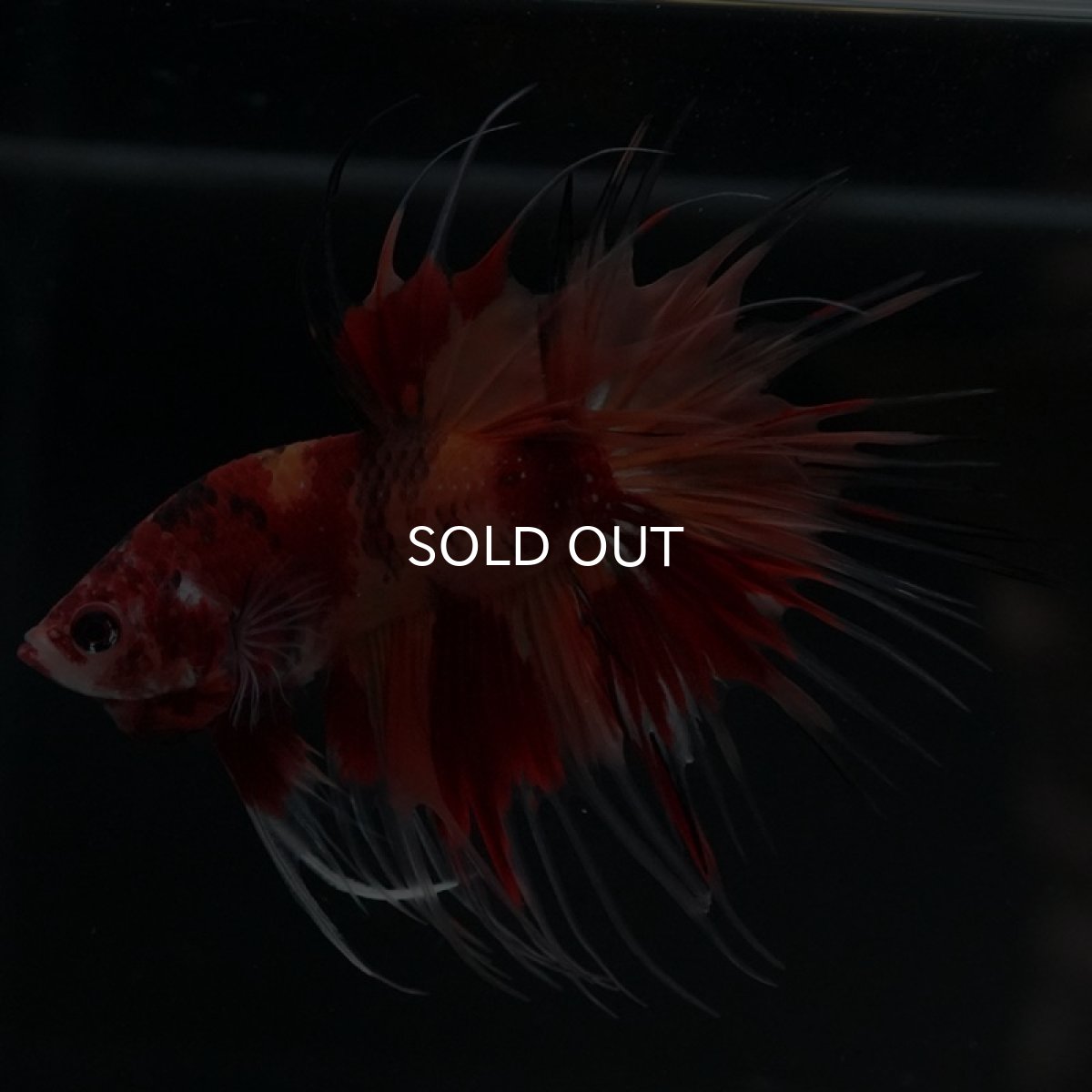 画像4: CT ニモキャンディ (4)