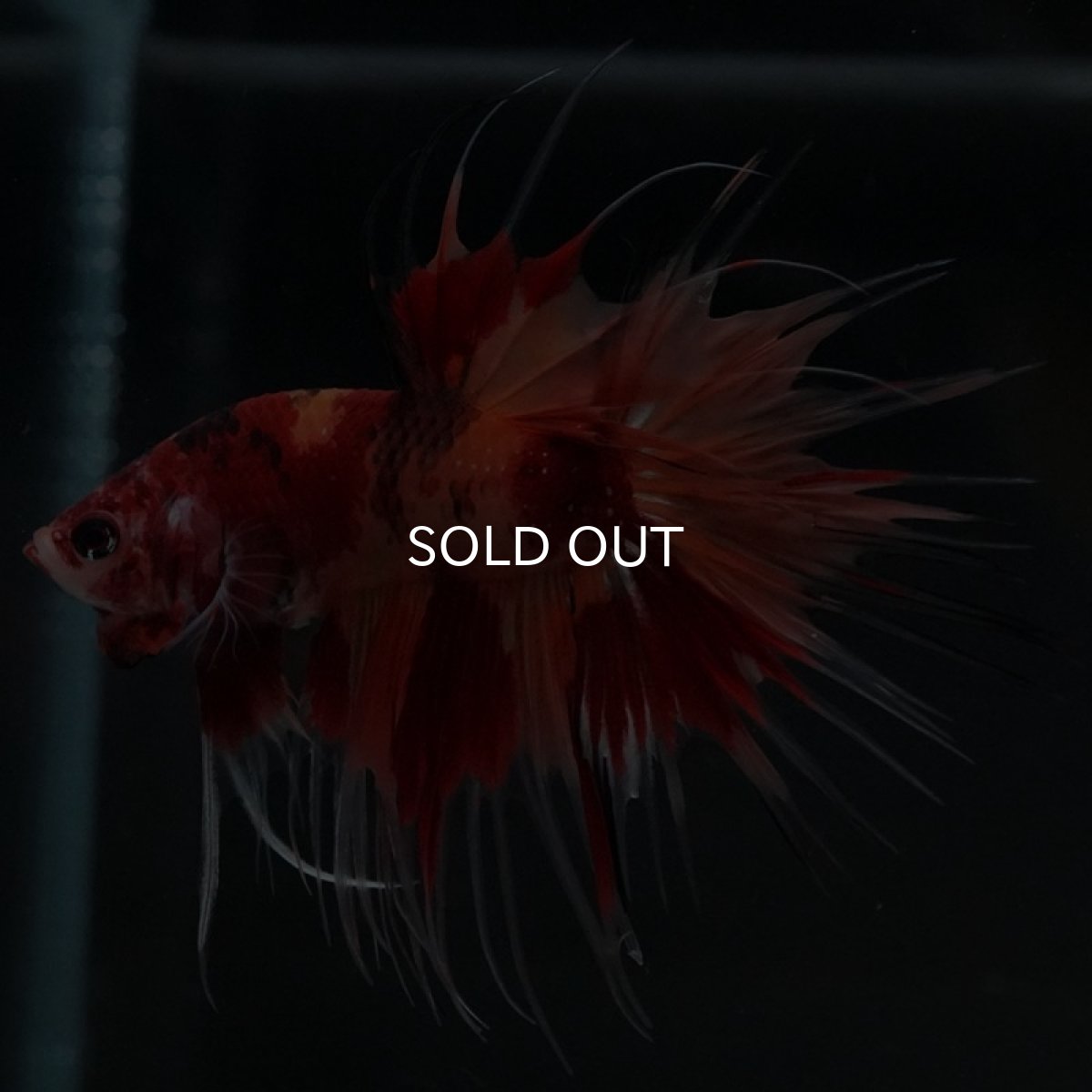 画像3: CT ニモキャンディ (3)