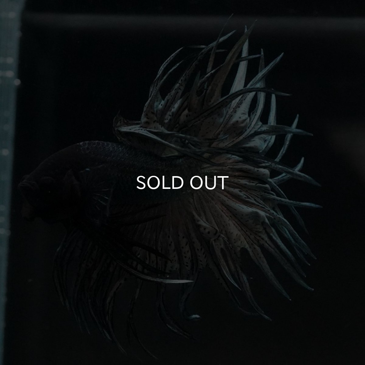 画像8: CT キングクラウン カッパー (8)