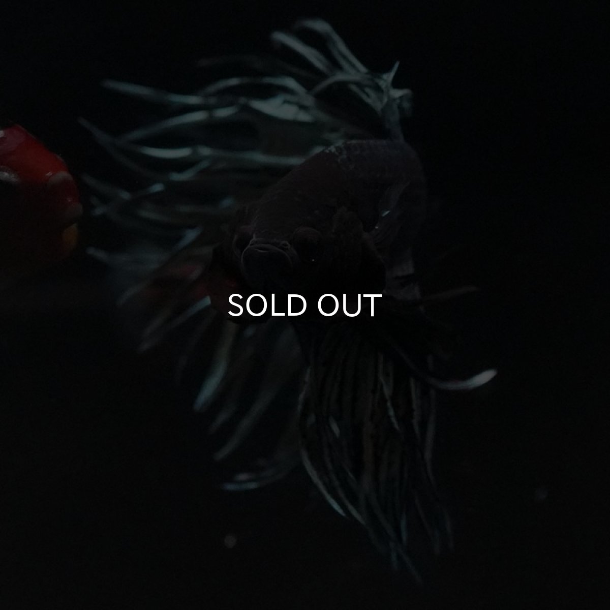 画像7: CT キングクラウン カッパー (7)