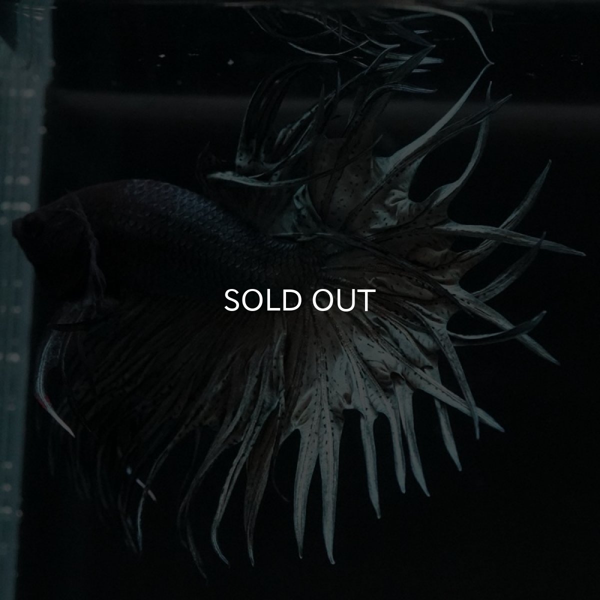 画像2: CT キングクラウン カッパー (2)