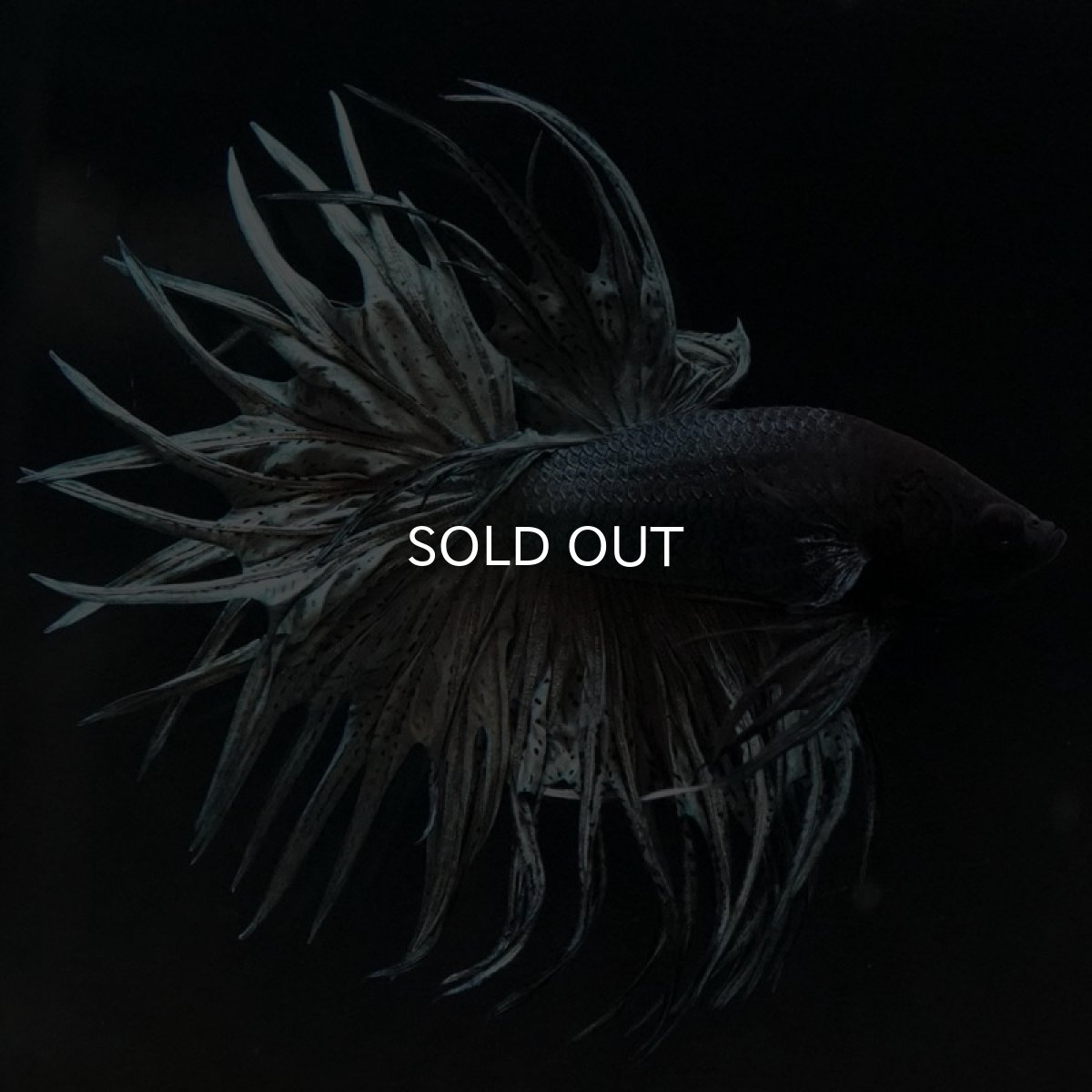 画像6: CT キングクラウン カッパー (6)