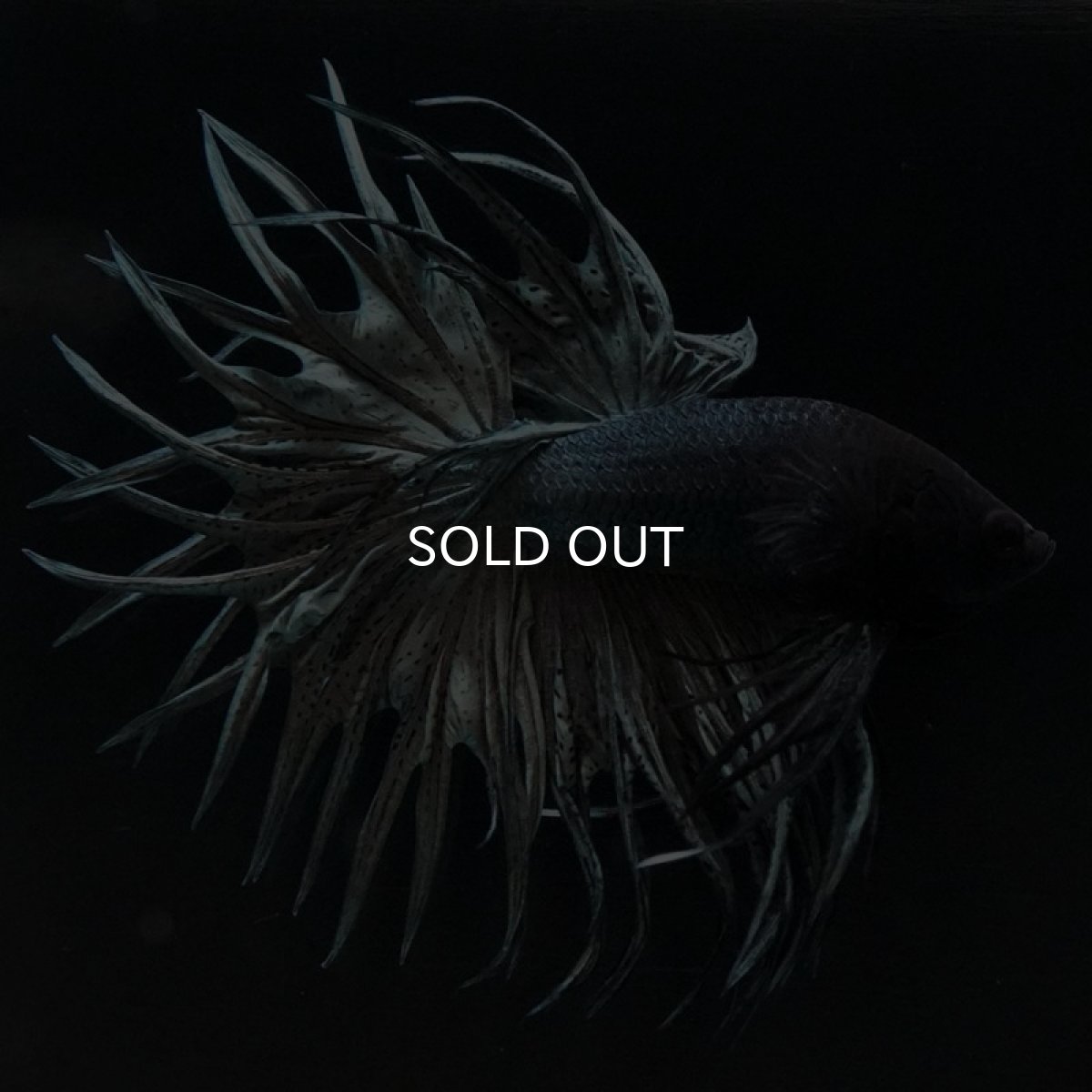 画像5: CT キングクラウン カッパー (5)