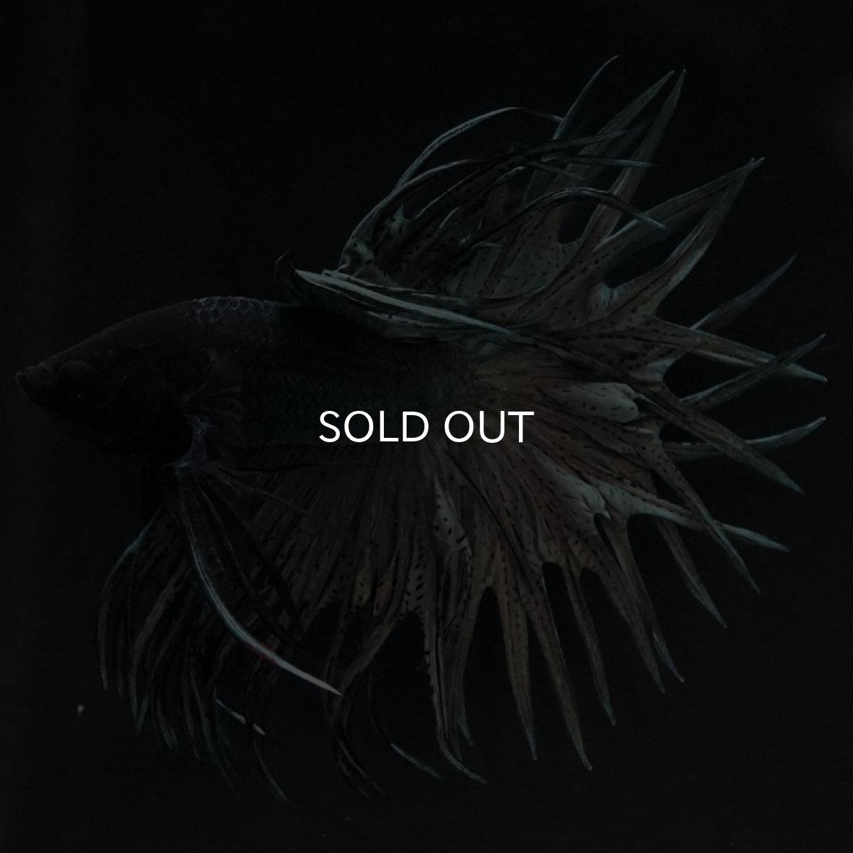 画像4: CT キングクラウン カッパー (4)