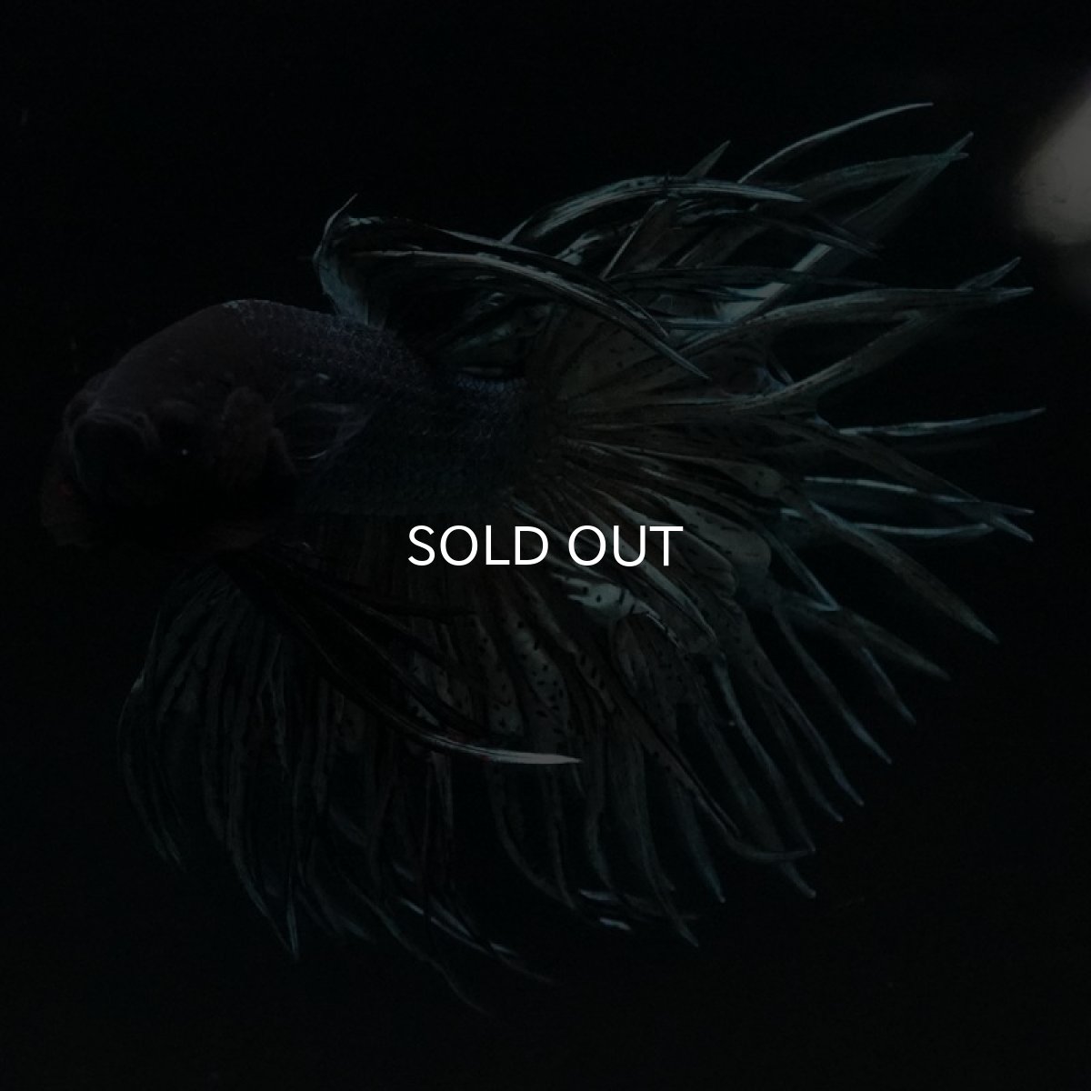 画像3: CT キングクラウン カッパー (3)